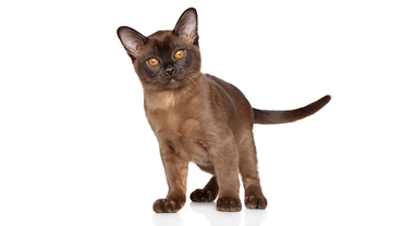 соболь бурма котенок