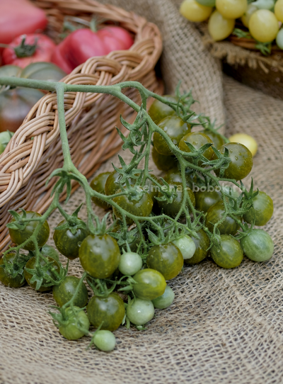 Томат Sister keyes (Систер Киз), 10 шт