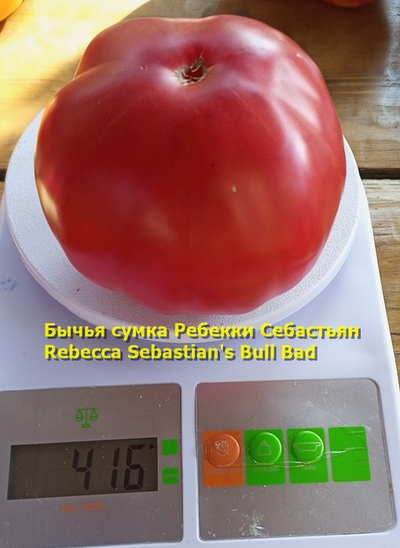 Томат Бычья сумка Ребекки Себастьян (Rebecca Sebastian's Bull Bad, США)
