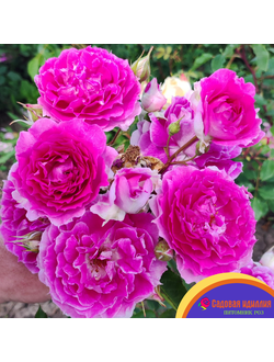 Шахерезада (Sheherazade)