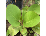 Bergenia delavayi