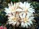Gymnocalycium friedrichii hybr. - 10 семян