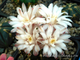 Gymnocalycium friedrichii hybr. - 5 семян