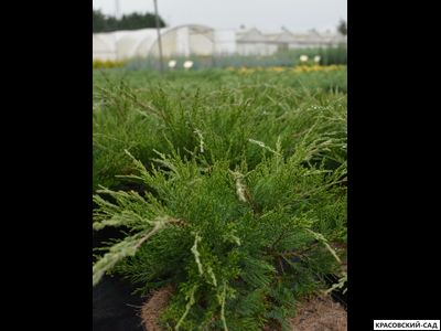 Можжевельник казацкий Кнап Хилл - Knap Hill