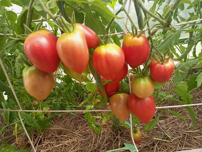 Томат Яйцо Быка с реки Гуадаррама (Huevo Toro Del Rio Guadarrama)