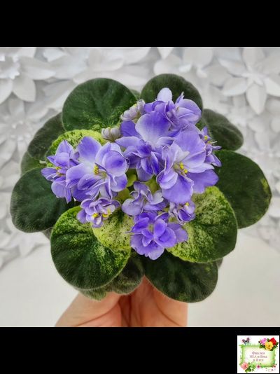 Rob's Wascally Wabbit (R. Robinson) (10983) 05/16/2018