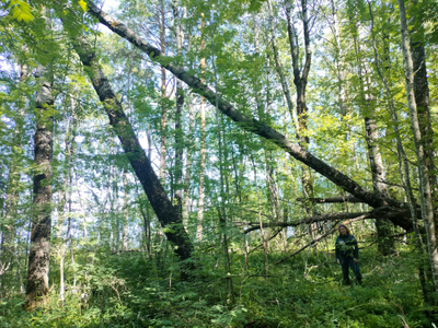 Прогулка на катере «Первозданные леса Заонежья»