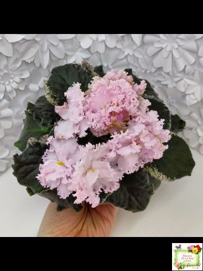 АВ-Роскошная Жизнь (Фиалковод) 2021 г. (лист посажен 03.11.25)