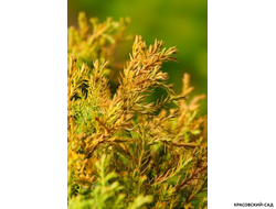 Туя Рейнголд - Rheingold