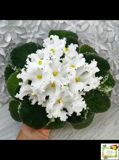 ЛИС-Поиграй Снежинками (Л. Сергеева) 2024 г.