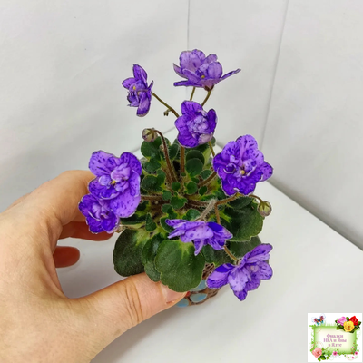 Milady (C.Russell) 01/21/1981 (гёрл-лист)