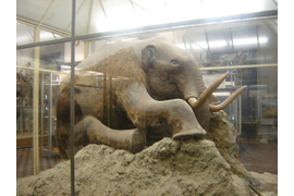 квест в зоомузее