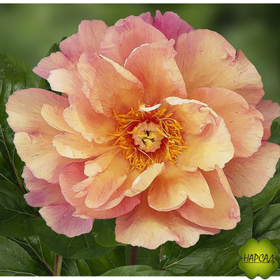 ПИОН ДРЕВОВИДНЫЙ "ЭНДЬЮРИНГ РУЙНБОУ" ИТО (хамелеон) зимовавший большой саженец