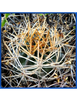 Pyrrhocactus catamarcensis