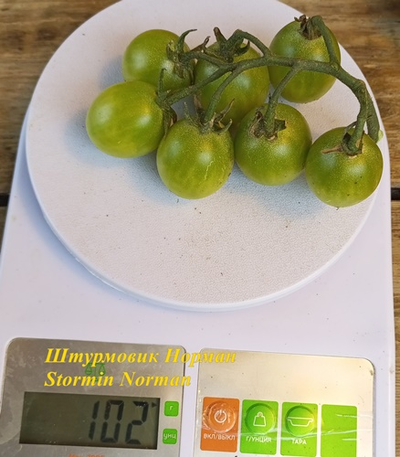 Томат Штурмовик Норман черри (Stormin Norman)