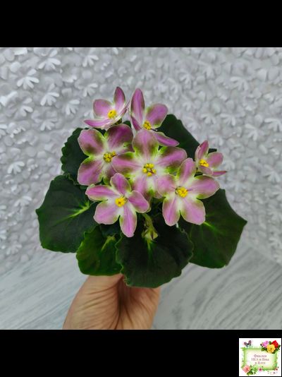 RIV-Амнезия (И. Растегаева) 2024 г. (лист посажен 05.11.25)