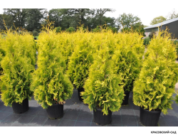 Туя Еллоу Риббон - Yellow Ribbon