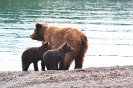 семейка на берегу