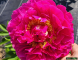 Paeonia Goody