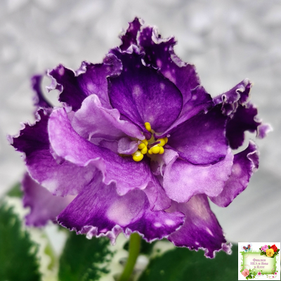 ПТ-Сиреневый Тюль (Т. Пугачева) 2023 г.