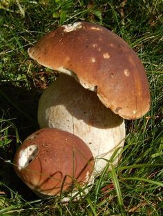 Mushroom absolute (Белый гриб абсолют), 1 мл