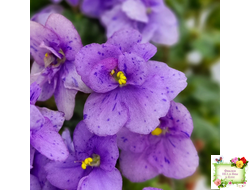 Skagit Victory Trails (W. Lindstrom)  (5659) 01/30/1984 трейлер