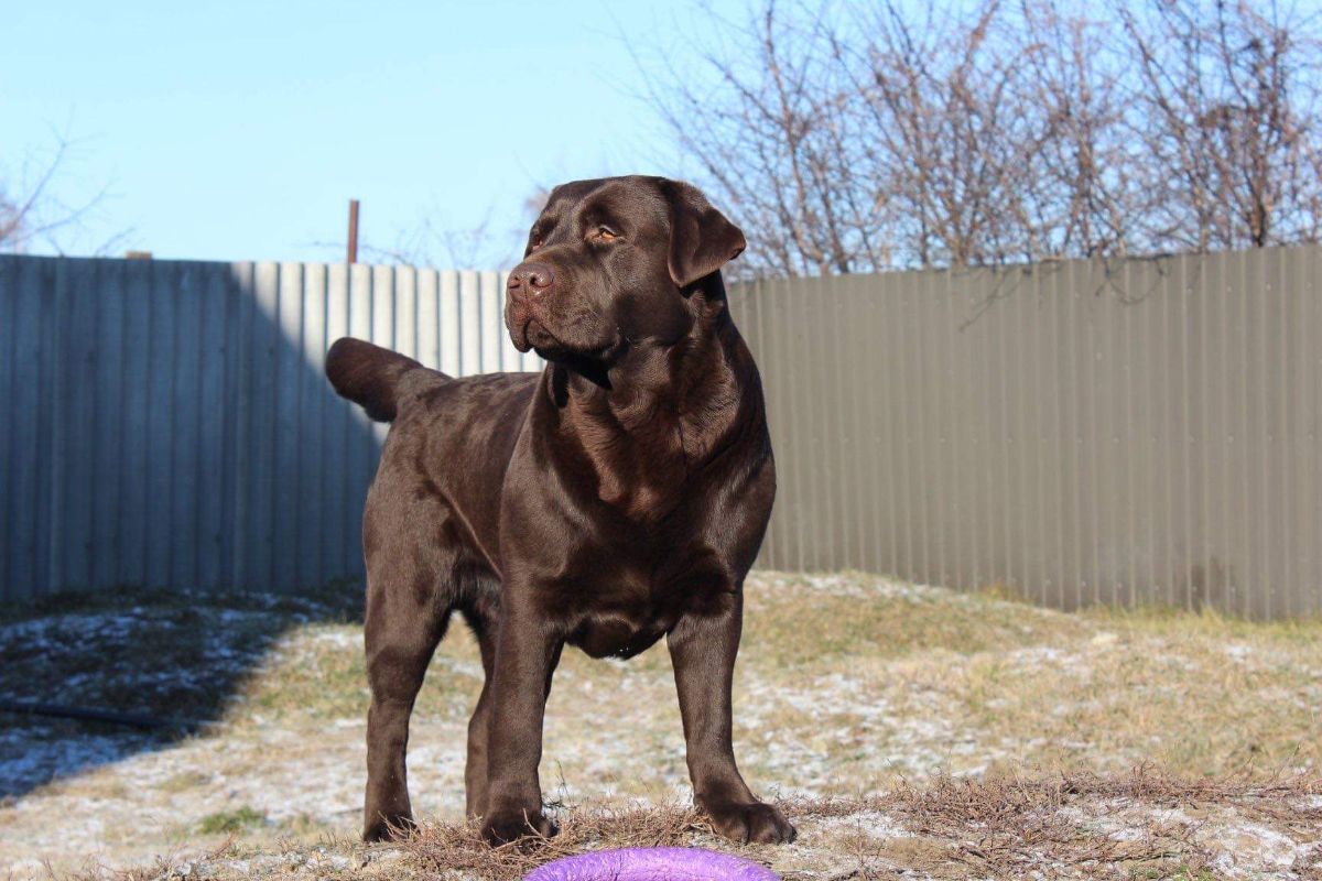 Лабри Берри Нимбус Браун