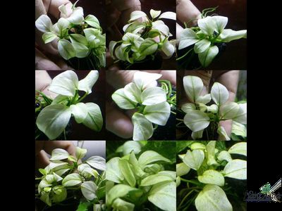 Буцефаландра Green Broad Leaf