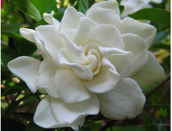 Gardenia jasminoides 'Belmont' variegata
