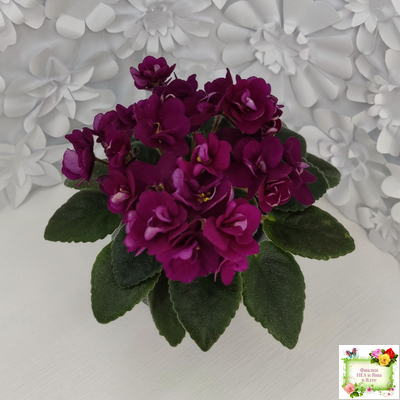 Precious Red (H. Pittman) (9724) 01/15/2007