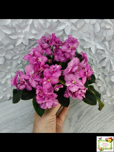 РС-Вещунья (С. Репкина) 2021 г. (клакамас с кроновой пестролистностью)