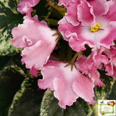 НД-Морковка (Н. Данилова-Суворова) 2021 г. (лист посажен 26.02.26)