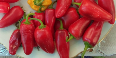 Перец острый Халапеньо ранний (Jalapeno Early)