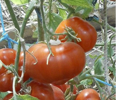 Томат Сластена