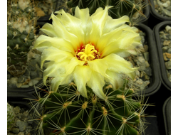 Hamatocactus setispinus v.hamatus SB 858 - 10 семян