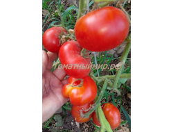 Томат Сладкая Скарлет (Сладкий Алый гном, Dwarf Sweet Scarlet), США
