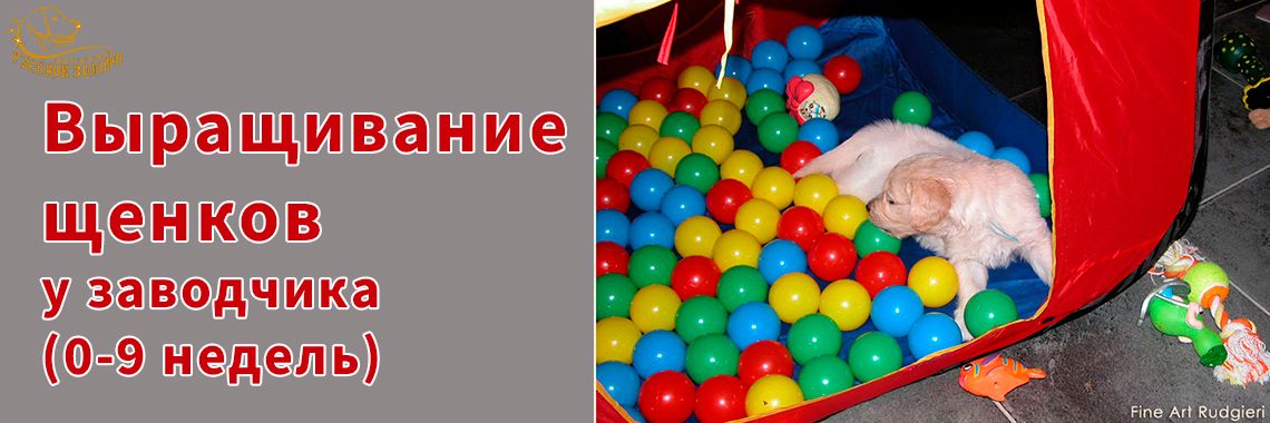 Выращивание щенков у заводчика