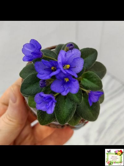 Rob's Twinkle Blue (R.Robinson)