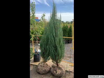 Можжевельник Блю Эрроу 6 метров