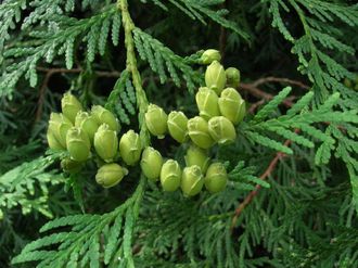 Туя западная, белый кедр (Thuja occidentalis), лапки (10 мл) - 100% натуральное эфирное масло