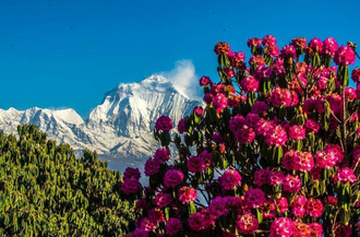 Рододендрон древесный (Rhododendron anthopogon), цветки, 1 г - 100% натуральное эфирное масло