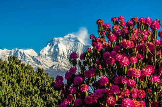 Рододендрон древесный (Rhododendron anthopogon), цветки, 5 г - 100% натуральное эфирное масло