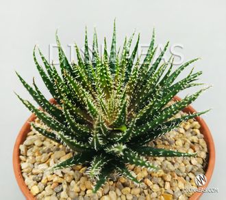 Aloe haworthioides