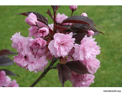 Вишня Роял Бургунди - Royal Burgundy