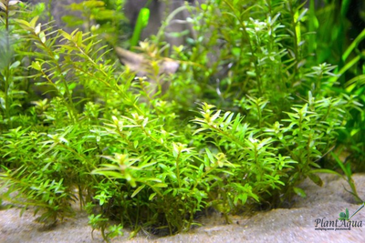 Ротала Ваянд (горшок)