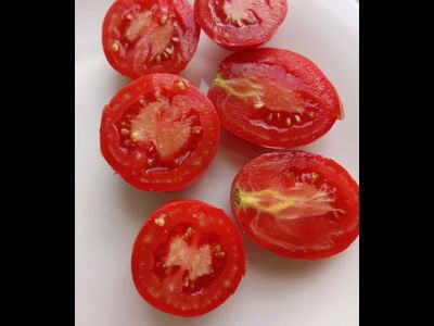 Томат Анастасия Ушакова