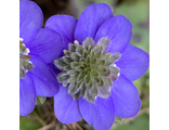 Hepatica nobilis «Noblessa»