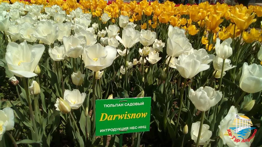 Никитский ботанический сад. Тюльпаны