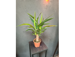 Юкка Горшок 12/55см