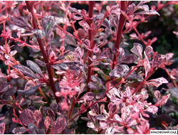 Барбарис Харлеквин - Harlequin